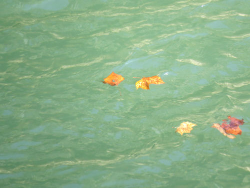 leaves on green water