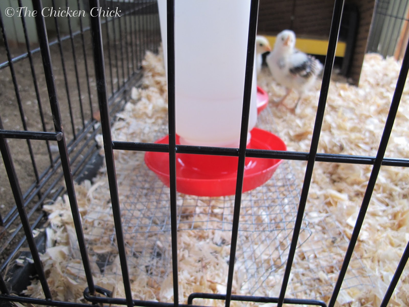 Keeping Brooder Water Clean The Riser for Baby Chicks The Chicken Chick®