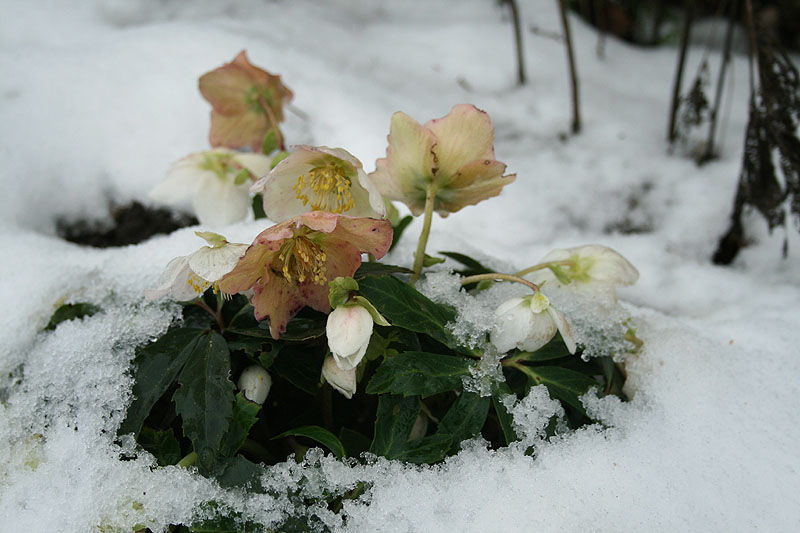 Penn State Extension Philadelphia Master Gardeners Hellebores