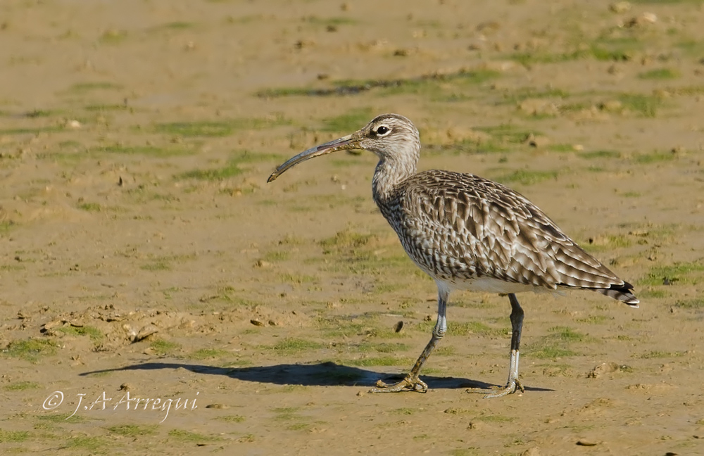 Zarapito trinador, Numenius phaeopus, Whimbrel Zarapito trinador, Numenius phaeopus, Whimbrel