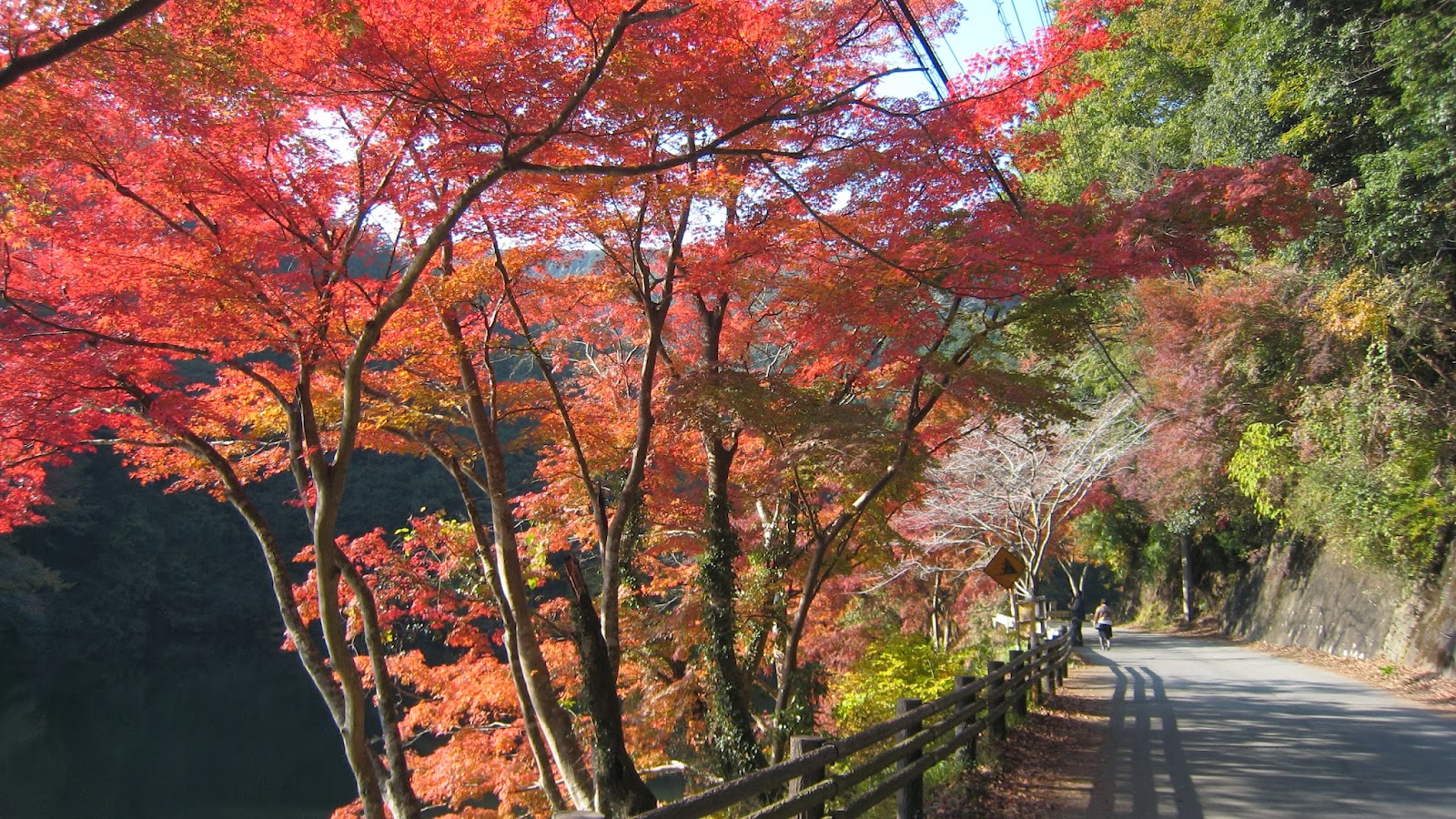 紅葉