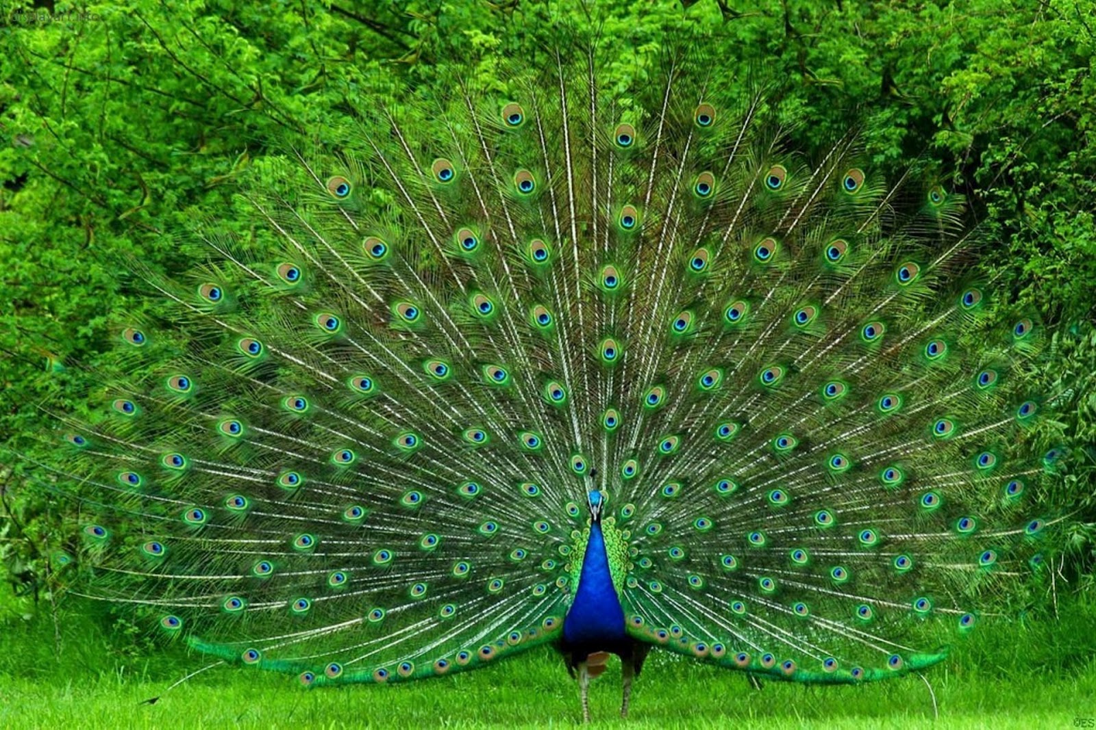 Beautiful Wallpapers for Desktop Beautiful Peacock hd wallpapers