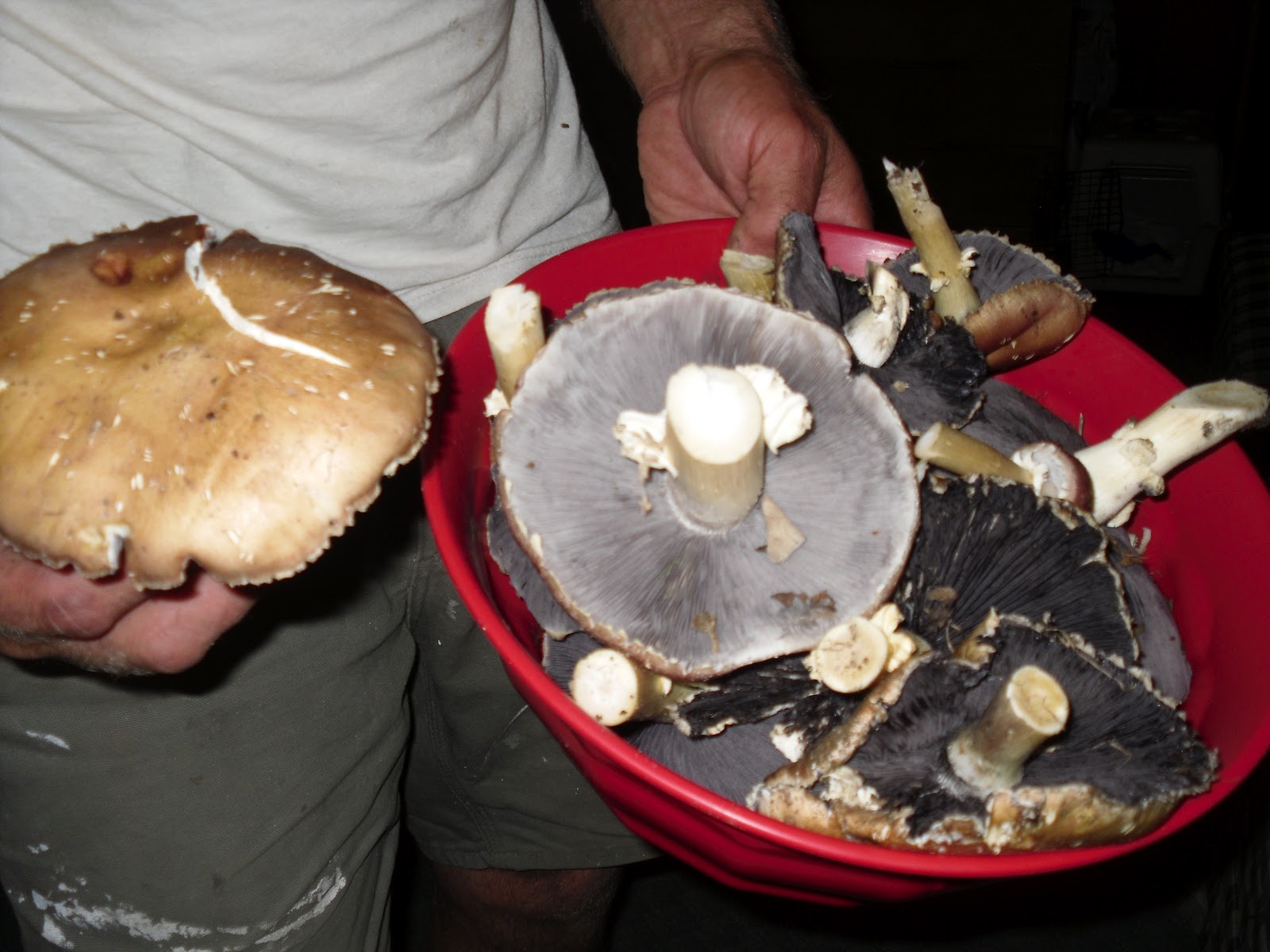 Simply Loving Home Wine Cap Mushrooms