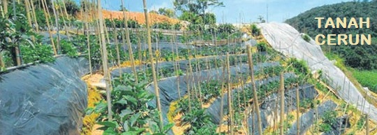 Anim Agro Technology  TANAH BERCERUN CARA PENGURUSAN