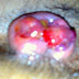 CARI OBAT WASIR AMBEVEN thumbnail