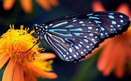 free animated desktop free animated desktop backgrounds for. free animated desktop