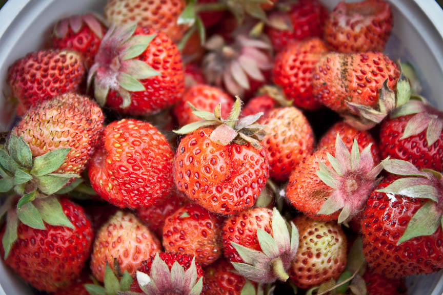 Knit Nat Wild Alaska Strawberries I love this state!