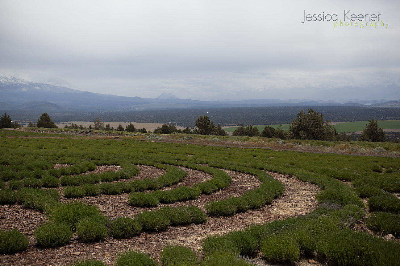 Jessica Keener Photography Mt.Shasta Lavender Farm • Montague, CA • A Photographer's Road Trip