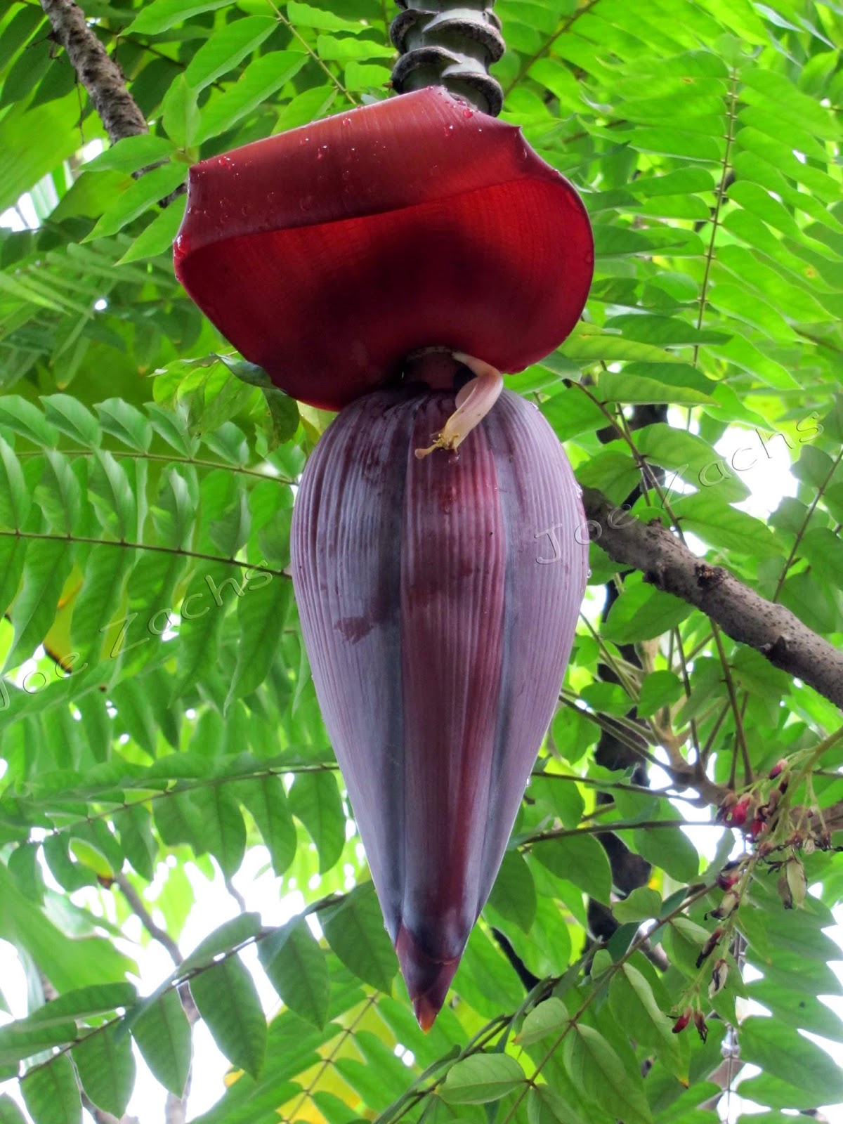 encounter with a super star Drumstick flower