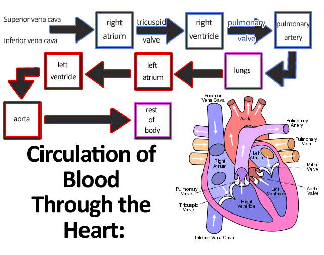 the heart and circulation of blood essay The heart 1 the central organ of the cardiovascular system is the heart this is a hollow, muscular organ that contracts at regular intervals, forcing blood through the circulatory system. the heart and circulation of blood essay The heart 1 the central organ of the cardiovascular system is the heart this is a hollow, muscular organ that contracts at regular intervals, forcing blood through the circulatory system.