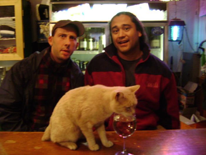 Meet Stubbs, the mayor of Talkeetna (32 pics) Amazing Creatures