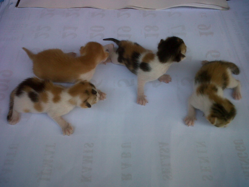 jual kucing kembang telon jantan