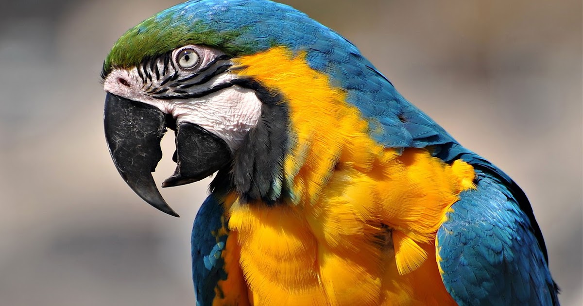 Macaw Parrot | HD Wallpapers (High Definition) | Free Background