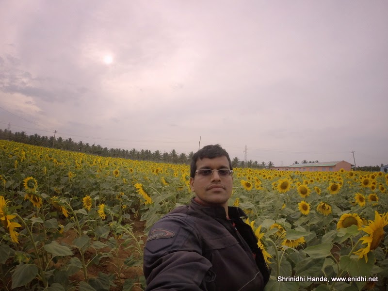 Sunflower Field Between Kadur and Tarikere eNidhi India Travel Blog