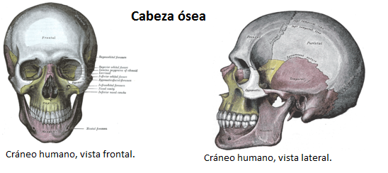 Cabeza ósea