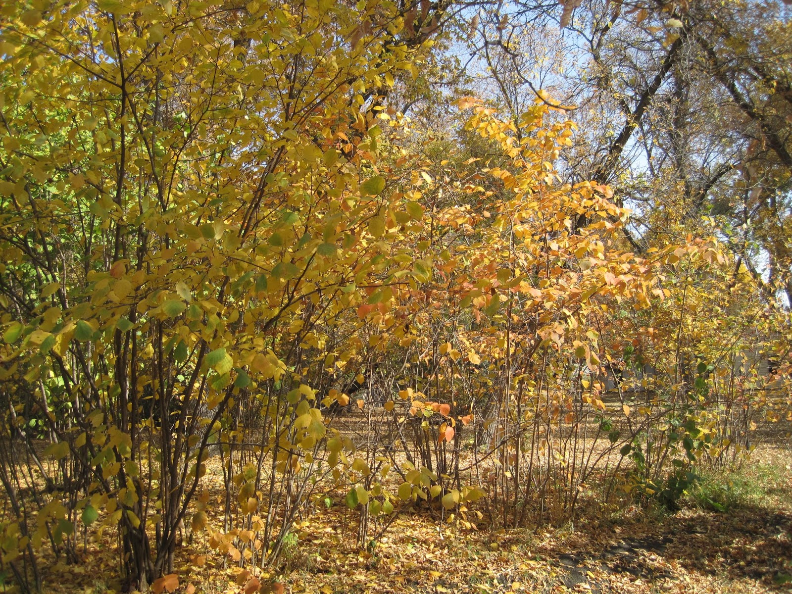 Riverbend Hazelnuts Fall Color and Fun Stuff