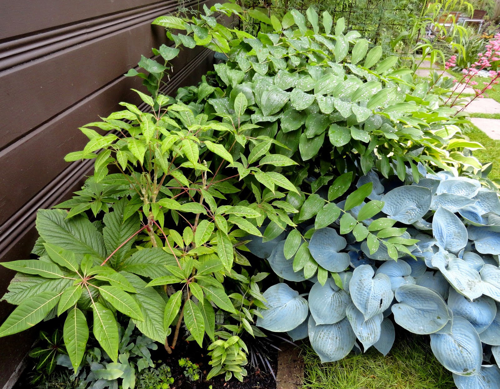 Plants Blog Year 2 Plants Blog Buxus Sempervirens Common Box