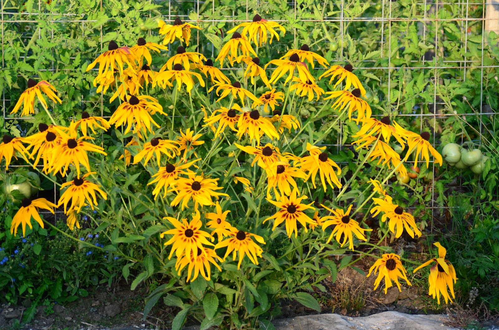 Roche Fleurie Garden: Gloriosa Daisy