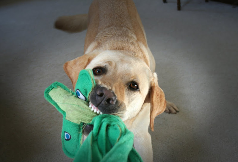 close up of cabana's face, with a green tug toy between her teeth, the toy is making her lips and jowls pull away and show her teeth, and her nose is all wrinkly