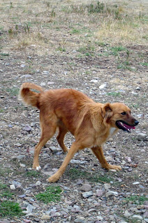 Moquillo Secuelas Nerciosas Afecciones-Caninas