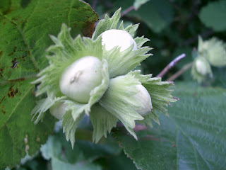 Cob nuts near Thorpe Wood Cob nuts near Thorpe Wood