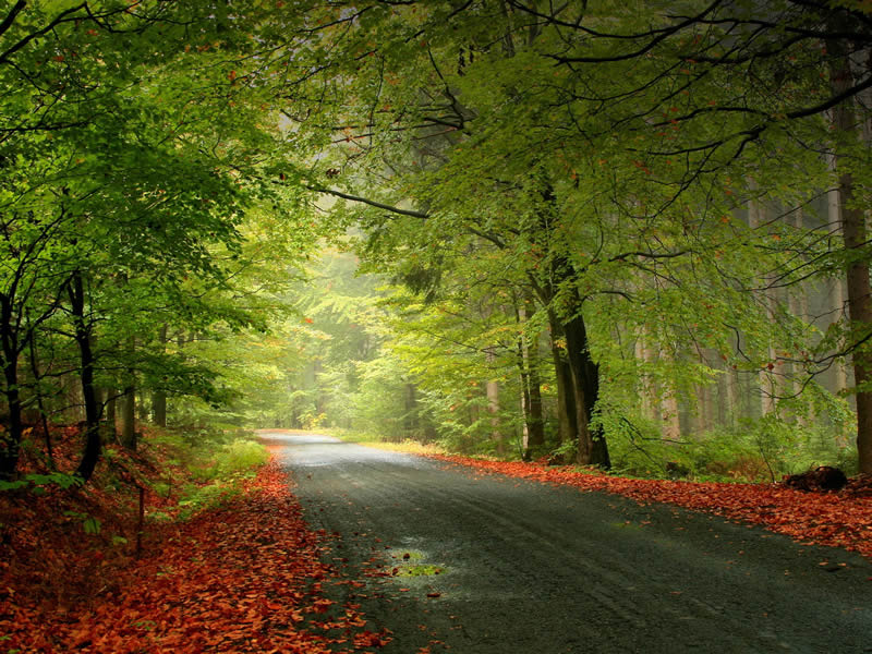 الطبيعة الساحرة Autumn+road