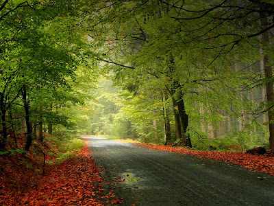 صـور غـآية في الجمــآآآل..! Autumn+road