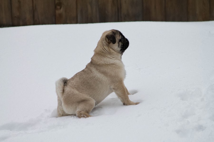 stuck pug the 24 cutest pugs chilling out in snow best photography landscapes and animal stuck pug the 24 cutest pugs chilling out in snow best photography landscapes and animal
