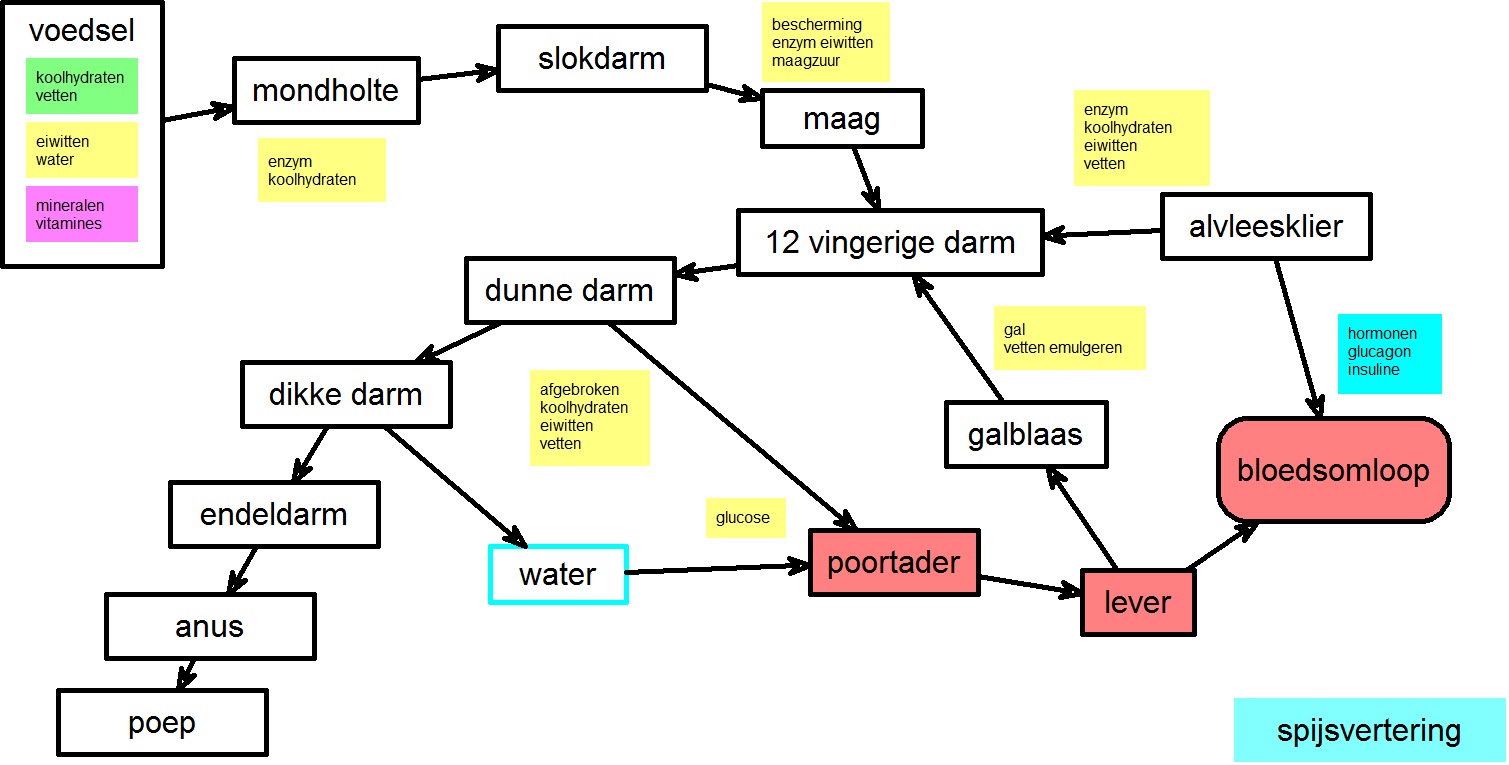 schema bloedsomloop