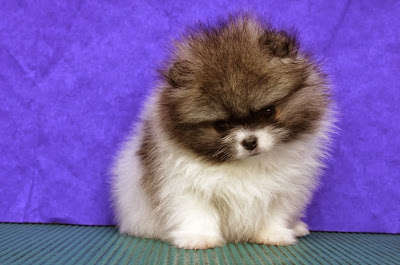 siberian husky pomeranian mix full size meinafrikanischemangotabletten siberian husky pomeranian mix full size
