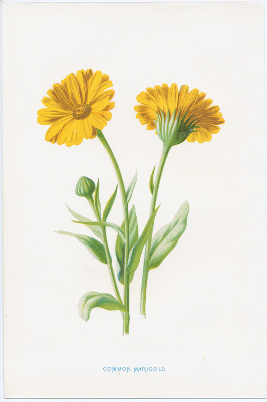 Common Marigold
