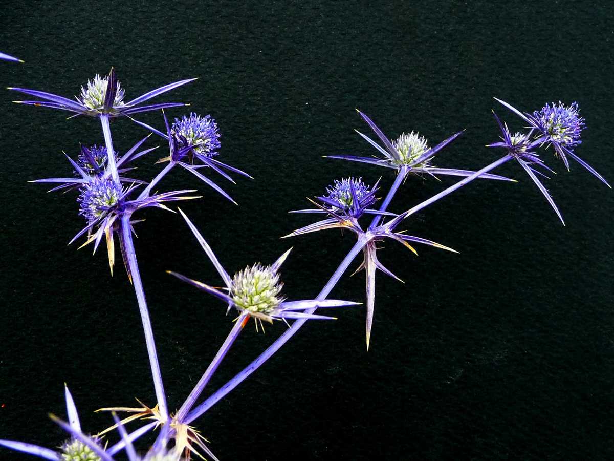 r o b i n 's y a r d Eryngium creticum