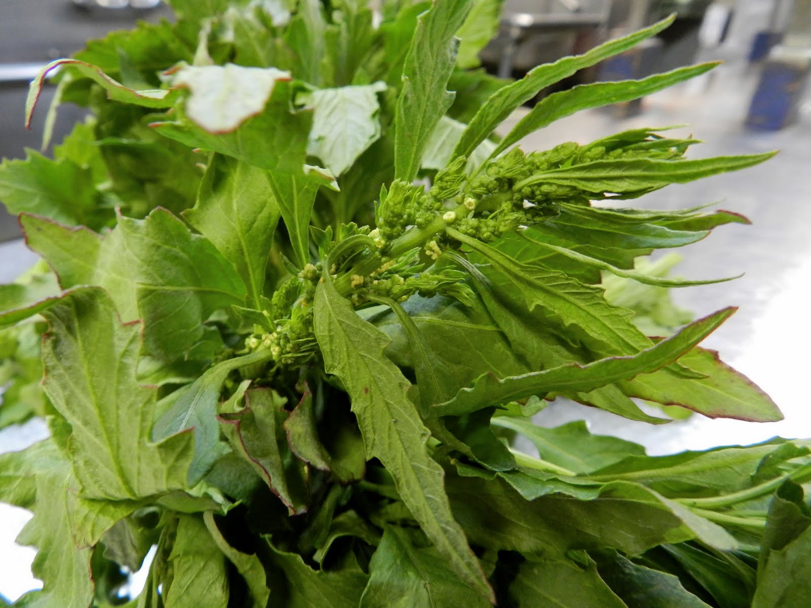One Blog West Alien Ingredient 4 Epazote