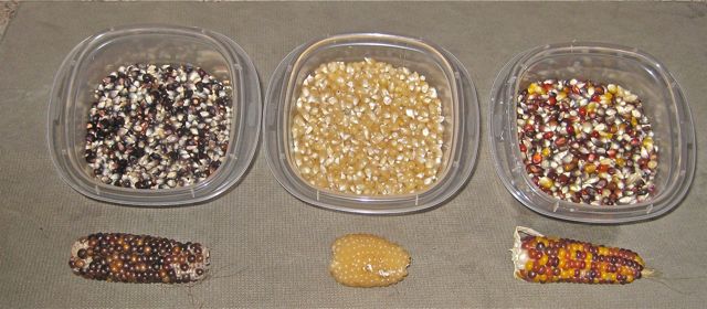 growing popcorn