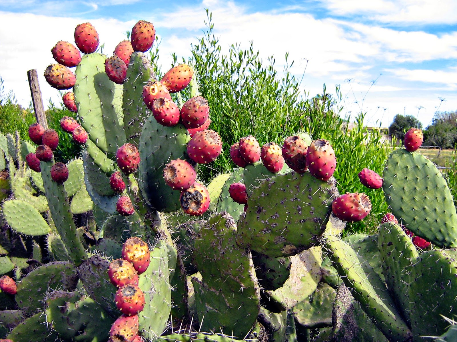 Con espinas Cactus medicinales Con espinas Cactus medicinales