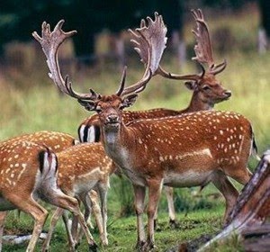 FALLOW DEER