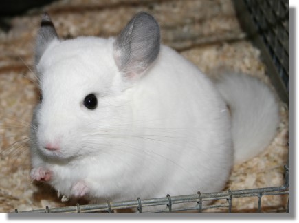 Chinchilla Pics
