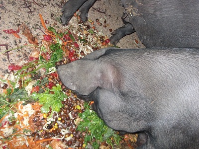 Pig Diet