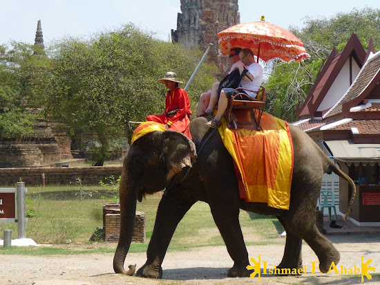 Thai elephant in Ayutthaya Historical Park