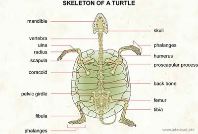 Animal Structure (Struktur Hewan) 021+skeleton+of+a+turtle
