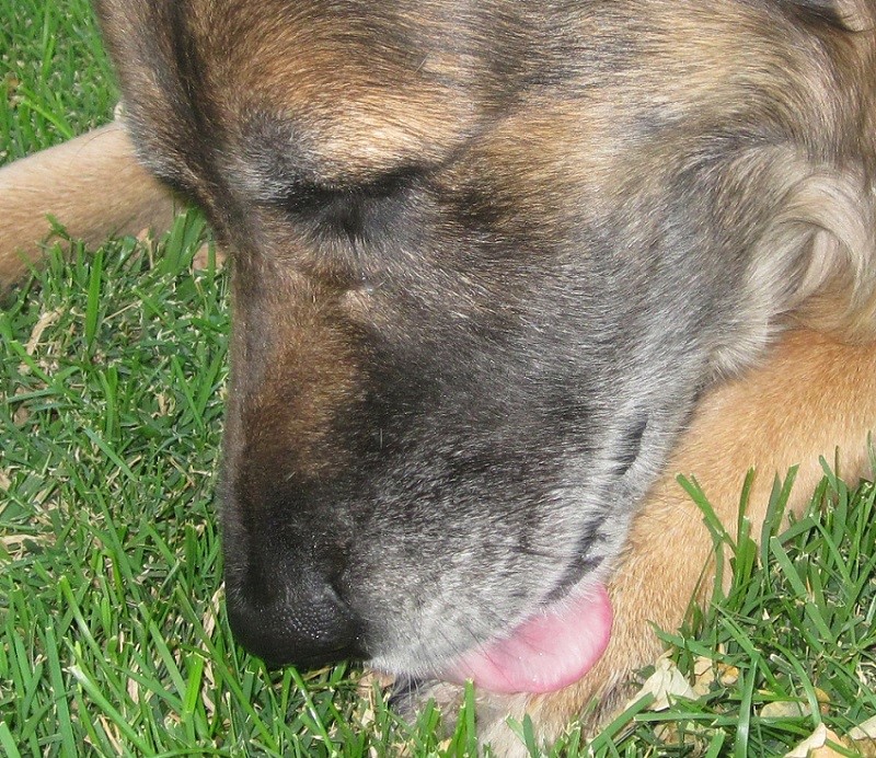 why do dogs paw you communication why do dogs you why do dogs paw you communication why do dogs you