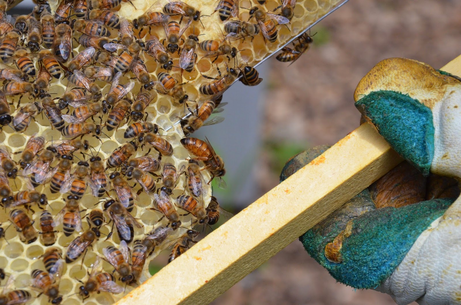 Andrea's Bees Two Queens, one Hive...again!