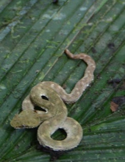 Small Costa Rican Viper