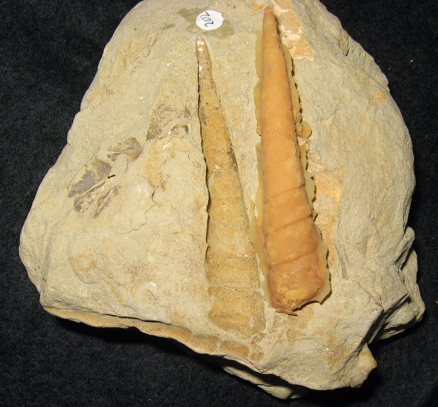 PALEO & GEO TOPICS Comments by R. L. Squires Molds and casts