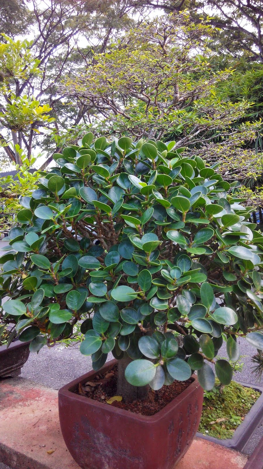 Maros Bonsai Blog Story Of My Bonsai Tree Hornbeam No 11 The