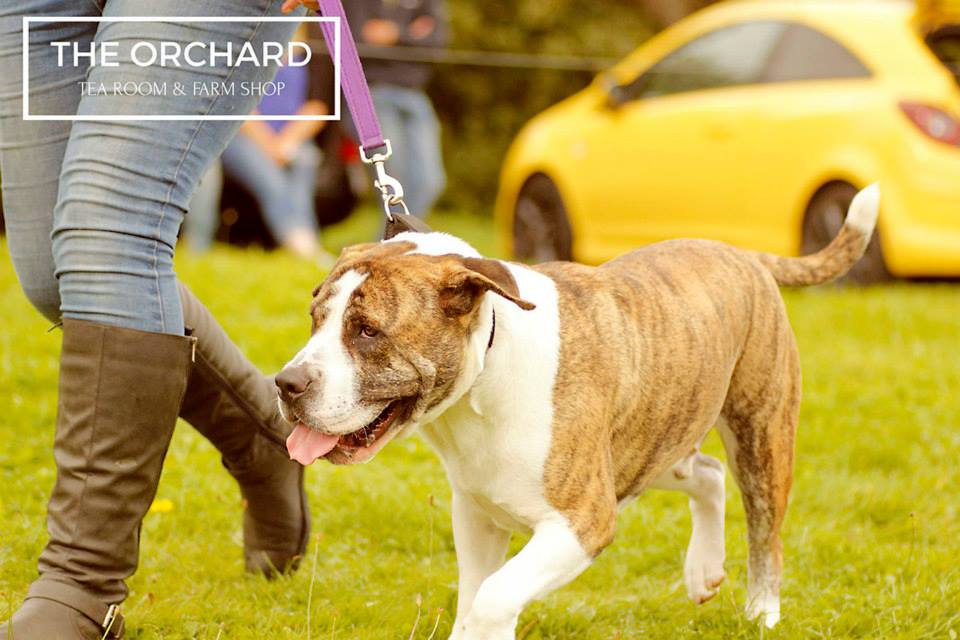 Large Breed Dog Rescue Fun Day Large Breed Dog Rescue Fun Day