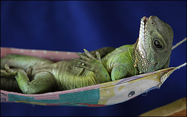 Funny Lizards - Relax like Lizards, Amazing Photos...