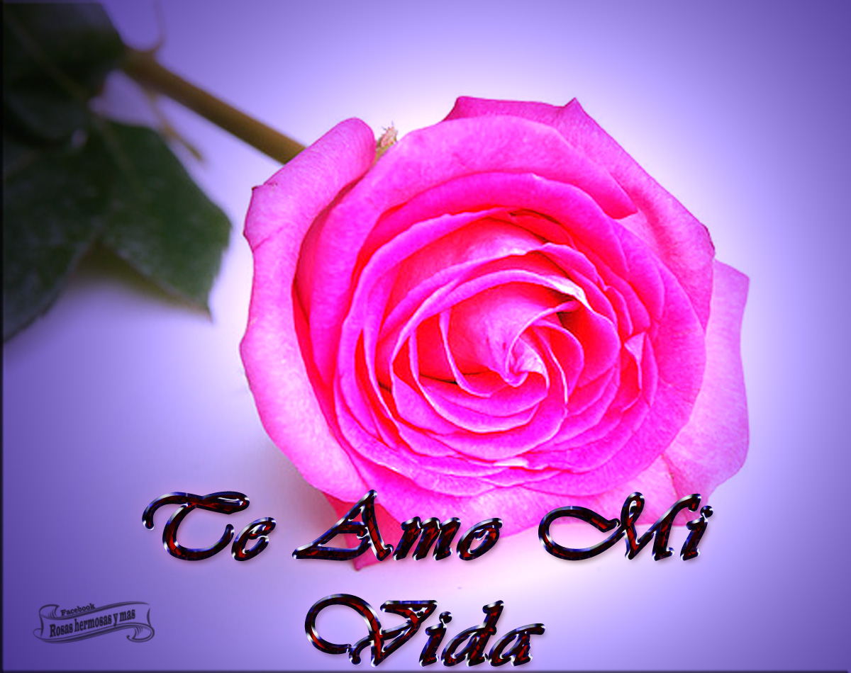 Imagen de te amo mi vida Imagui