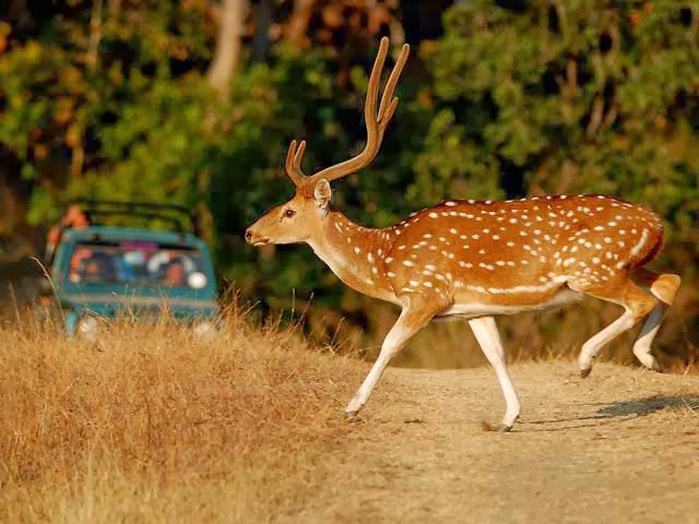 Pench National Park, Madhya Pradesh Pench National Park, Madhya Pradesh