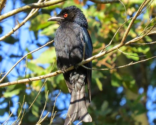 spangled+drongo.jpg